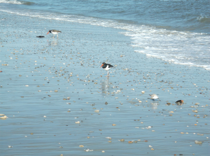 Name:  DSCF4723_zpsxjg1n8e5.jpg
Views: 159
Size:  254.7 KB