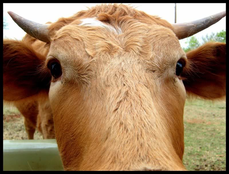 Name:  Moooooooo_by_Pepelepewissexier.jpg
Views: 253
Size:  91.3 KB