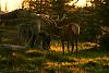 A cold day-bullelk1of1.jpg