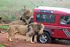 BEST tire cover?-lions_attack_safari.jpg