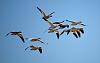 On a photo safari in New Mexico-geese-1.jpg