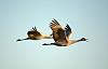 On a photo safari in New Mexico-sandhill-crane-3.jpg
