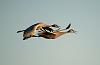 On a photo safari in New Mexico-sandhill-crane-5.jpg