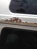 New Roof with Truckbed liner-roofline-rust-1.6.jpg