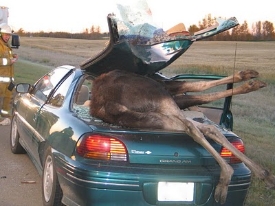 Name:  moose-car-accident-2_zpsebf4457c.jpg
Views: 580
Size:  37.2 KB