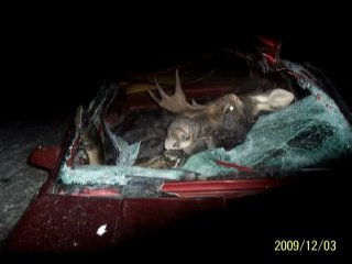 Name:  eHJtOHdtMTI_o_moose-vs-chip-truck-vs-car-accident_zps8d370e45.jpg
Views: 956
Size:  12.6 KB