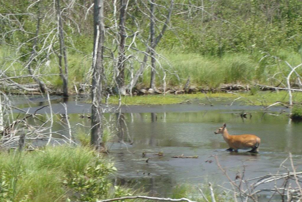 Name:  cropdeer2.jpg
Views: 103
Size:  131.4 KB