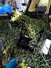 dash removal-sept.-4-2014-009.jpg