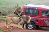 Tires With Bite-lions_attack_safari.jpg