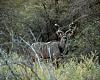 Someone asked for these photos of my Africa-kudu.jpg