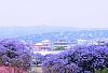 Someone asked for these photos of my Africa-pretoria-spring.jpg