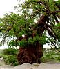 Someone asked for these photos of my Africa-stunted-baobab01.jpg