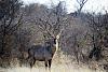 Someone asked for these photos of my Africa-mature-but-not-old-waterbuck-bull.jpg