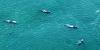 Someone asked for these photos of my Africa-saw-46-whales-46-minutes-flying.jpg