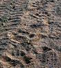 Someone asked for these photos of my Africa-big-lady-leopard-mozambique.jpg