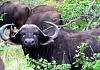 Someone asked for these photos of my Africa-she-looks-you-you-if-you-owe-her-money.jpg