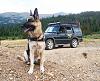 Land Rovers with stickers thread!-k9.jpg