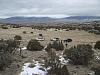 January run along the Gunnison River in CO-thehuntingground4w-012.jpg